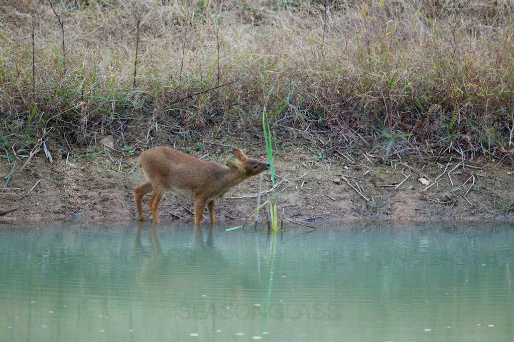 Water Deer