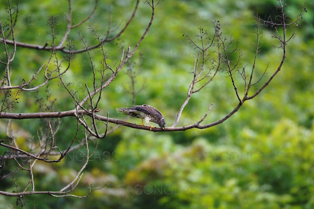 Young Chinese Sparrowhawk