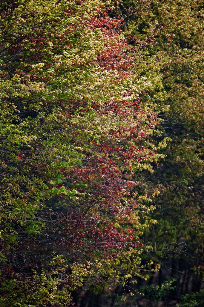 Maple Trees in Spring