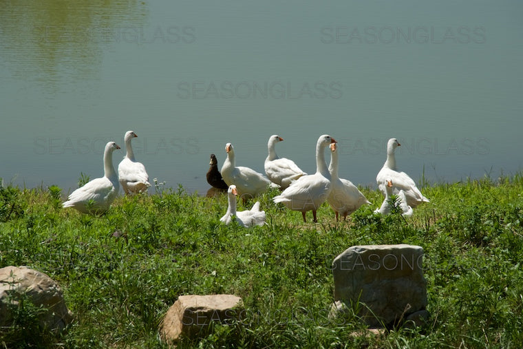 Geese