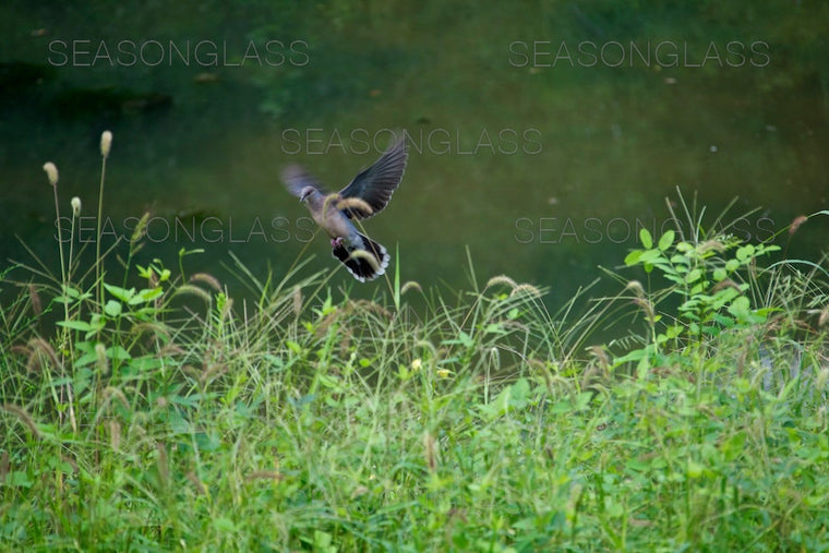 Turtle Dove