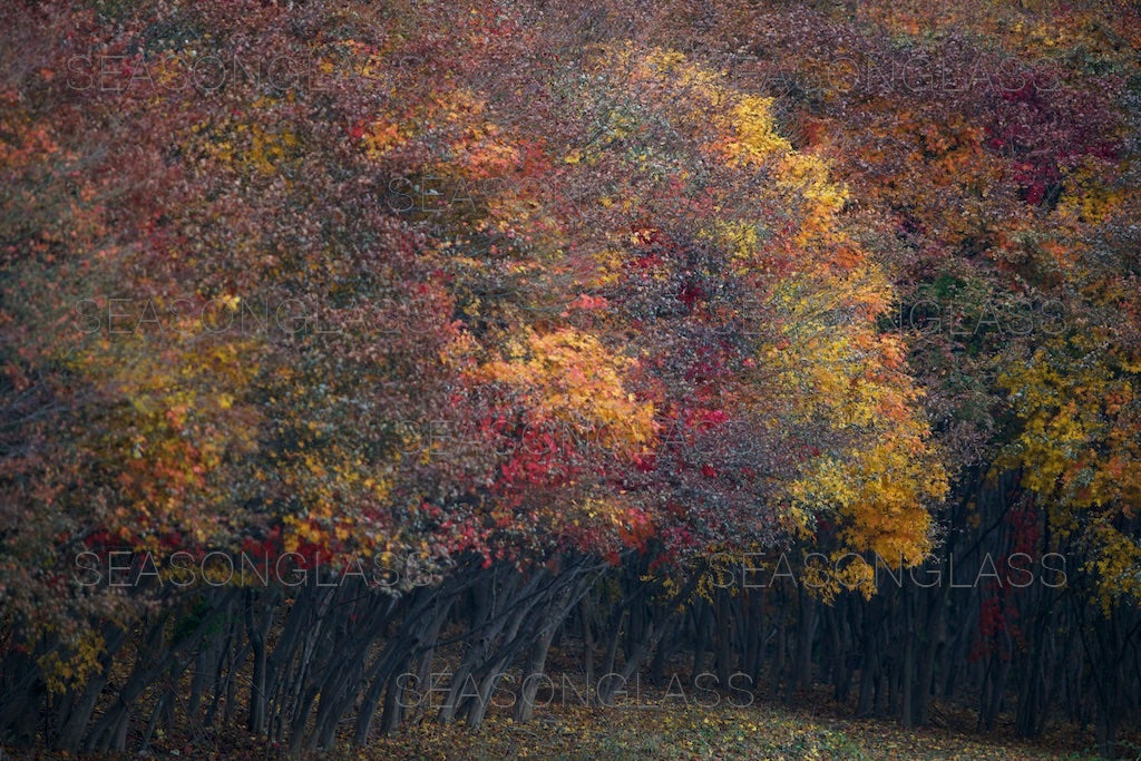 Maple Trees in Autumn