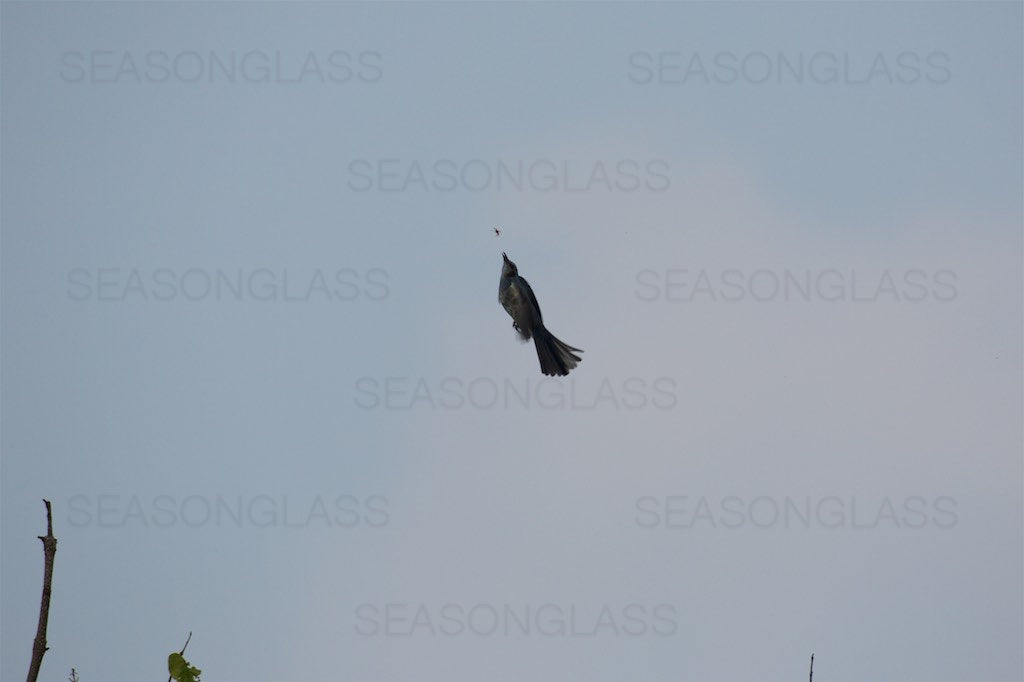 Brown-eared Bulbul with Insect