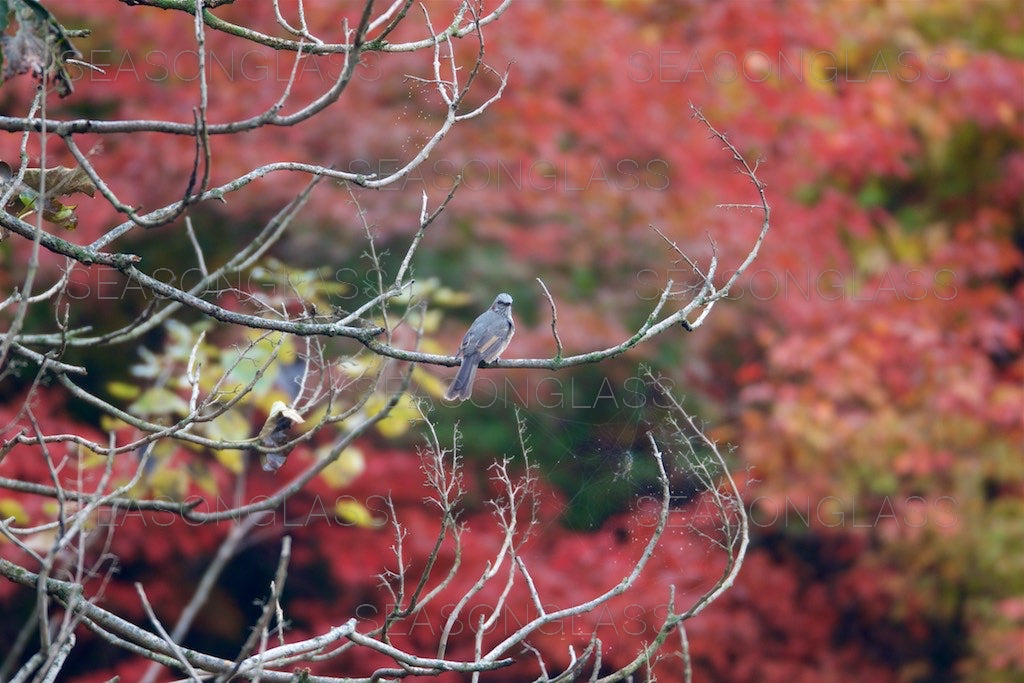 Brown-eared Bulbul