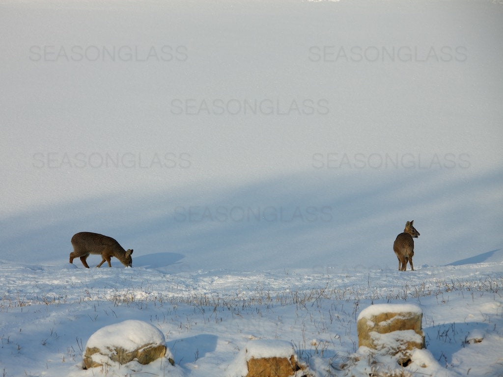 Water Deer