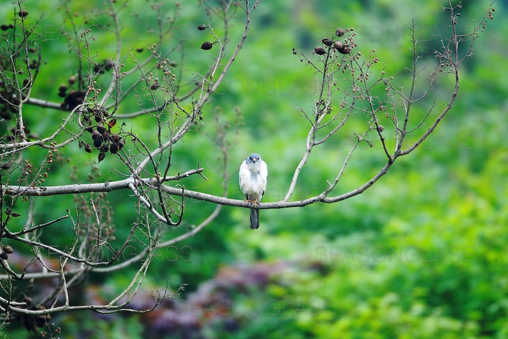 Chinese Sparrowhawk