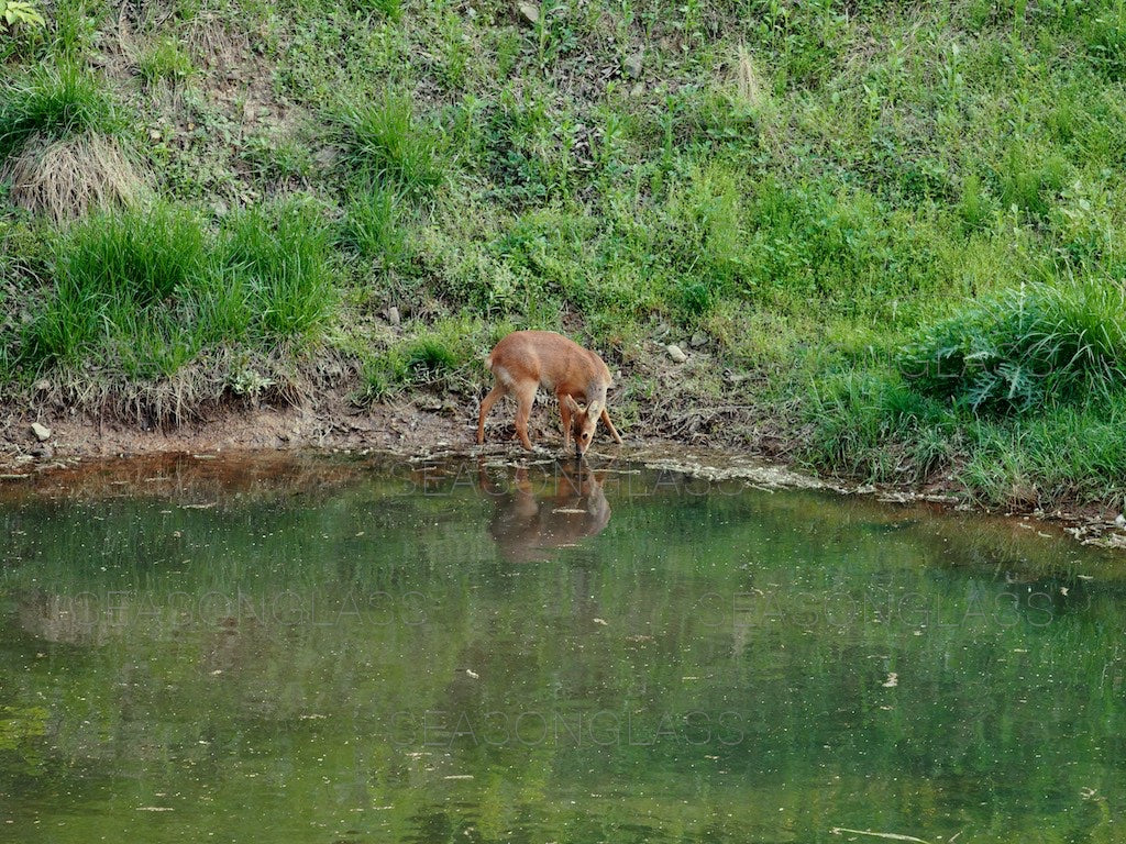 Water Deer