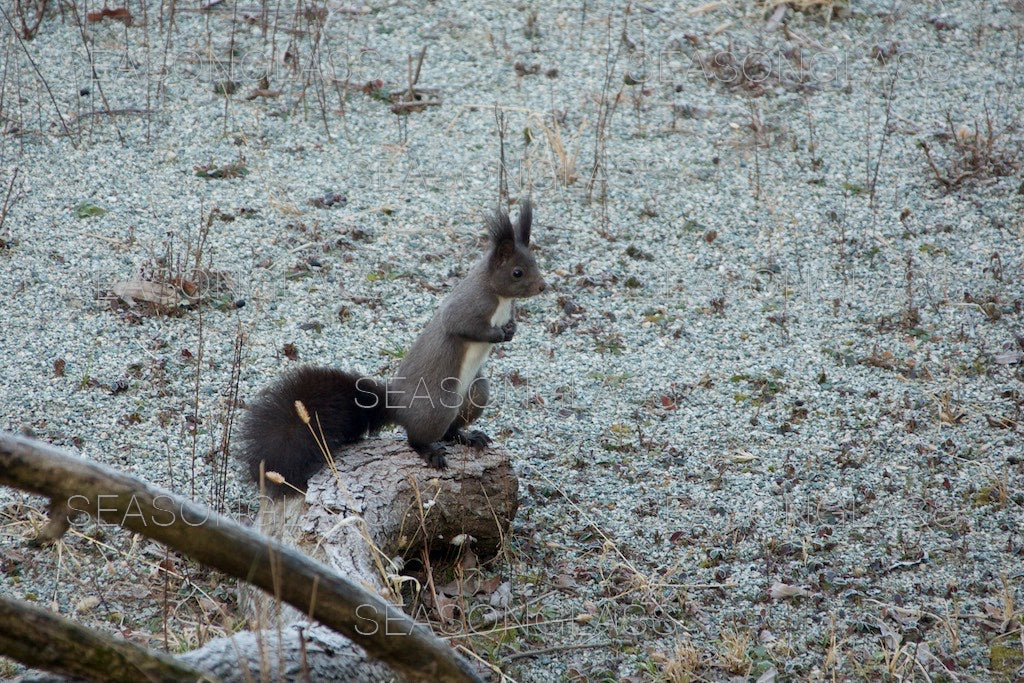 Korean Red Squirrel