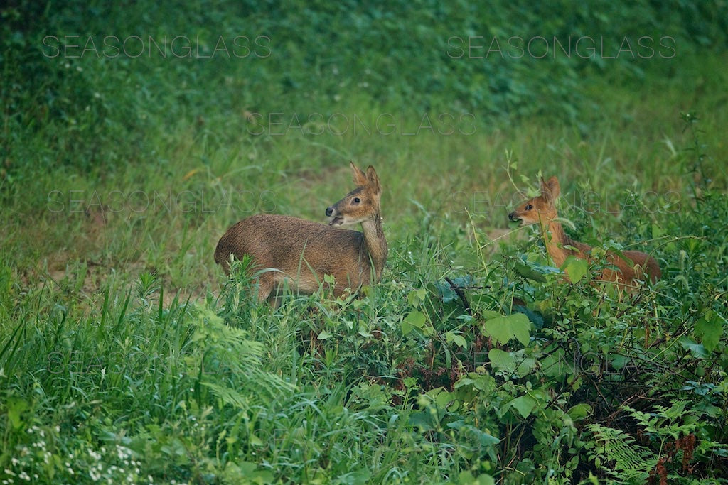 Water Deer