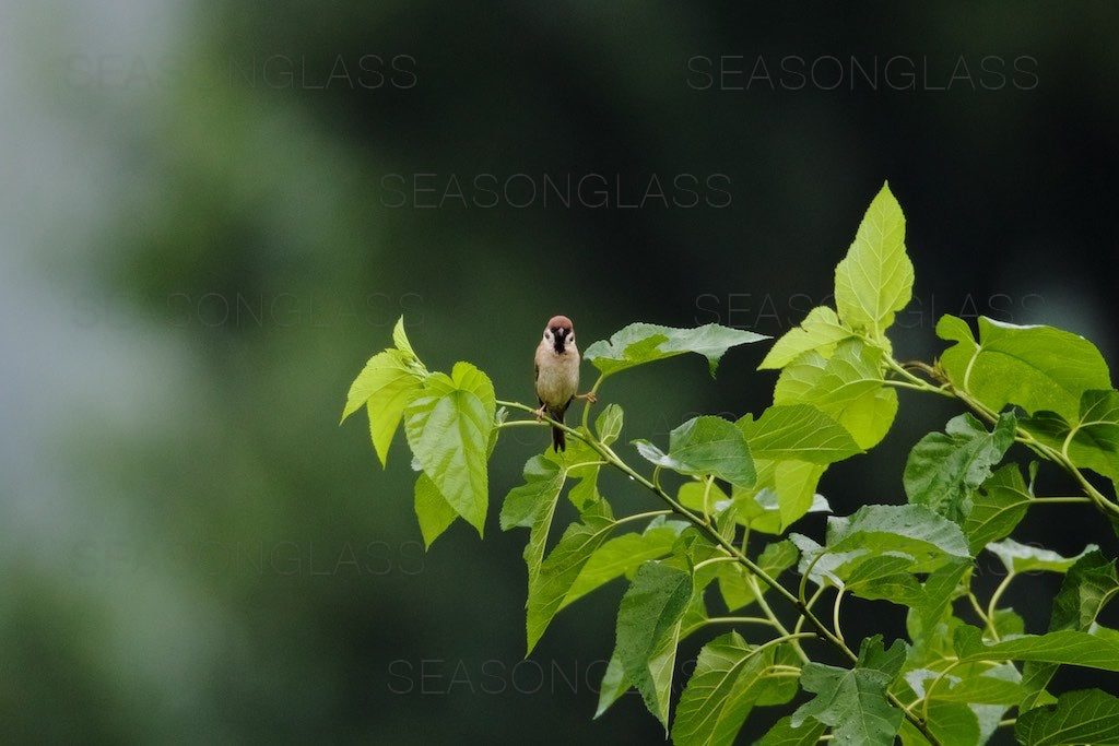 Tree Sparrow