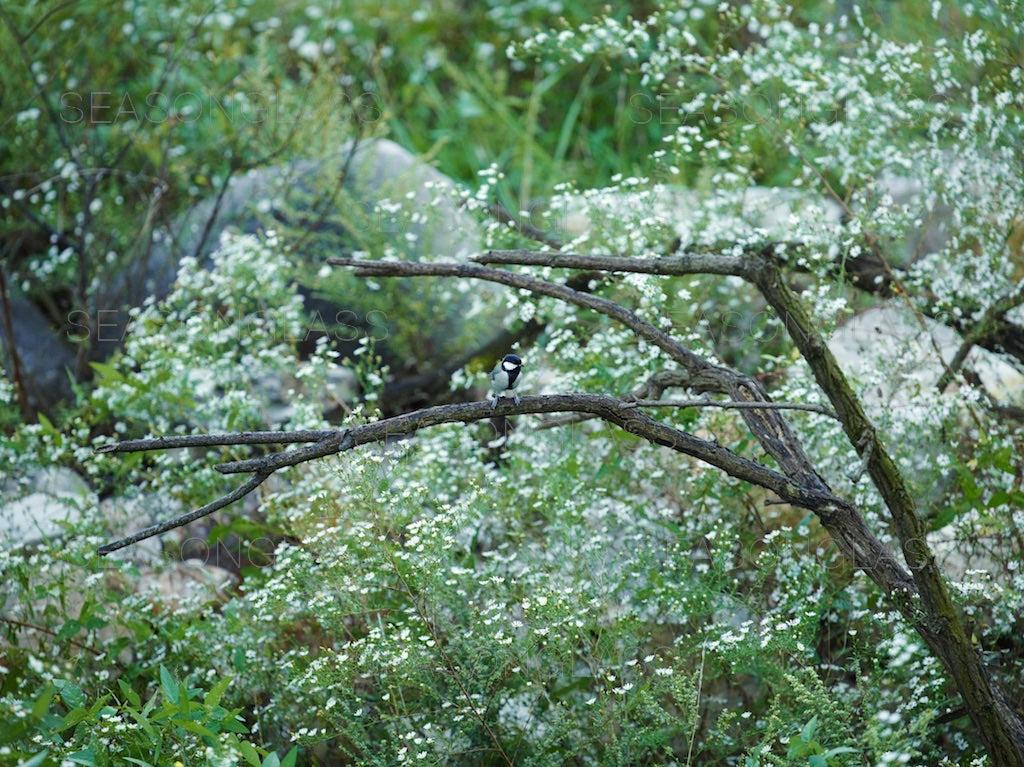 Great Tit