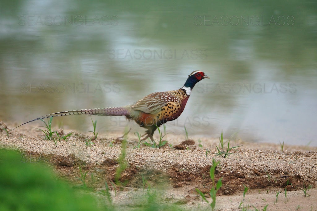 Cock Pheasant