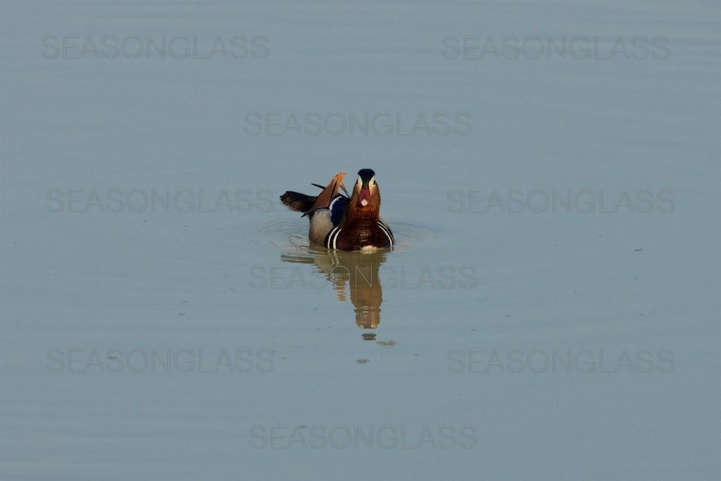 Mandarin Ducks