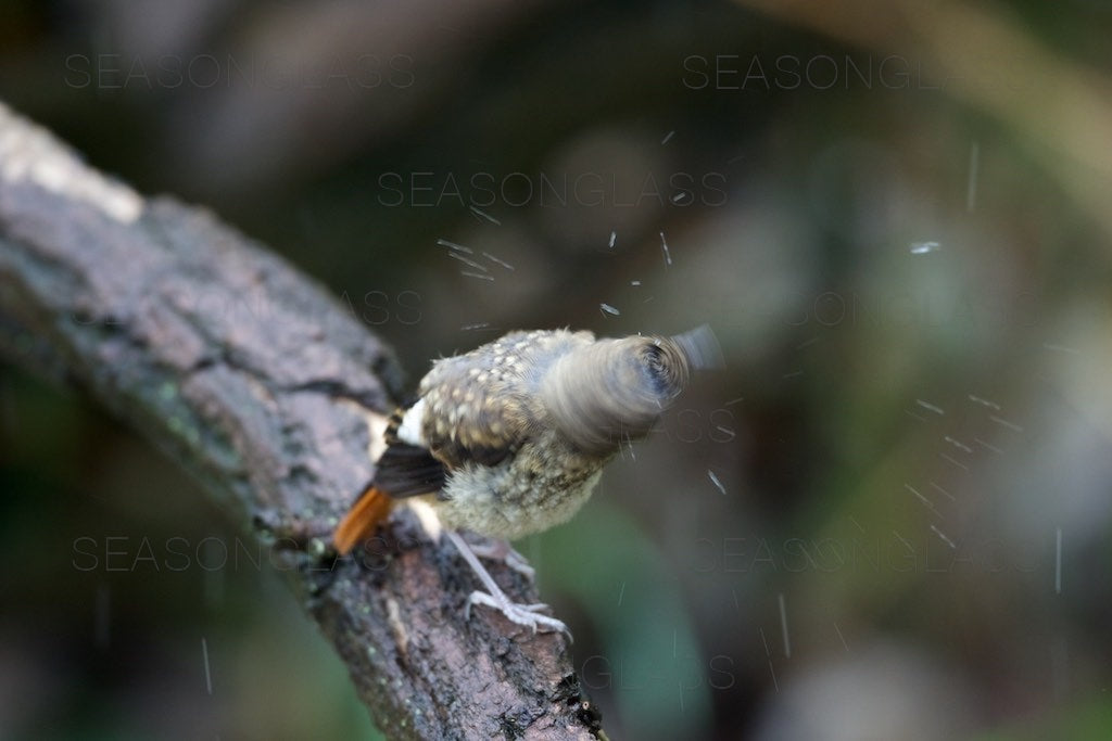 Young Daurian Redstart