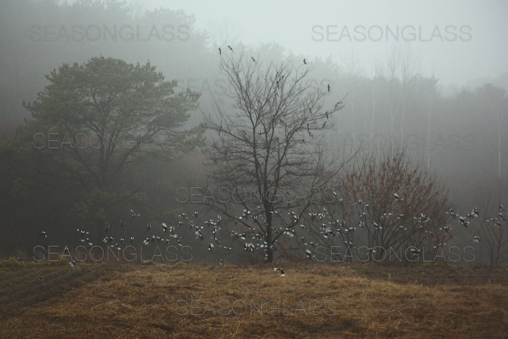 Flock of Magpies