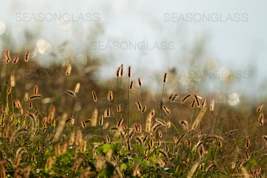 Green Foxtails