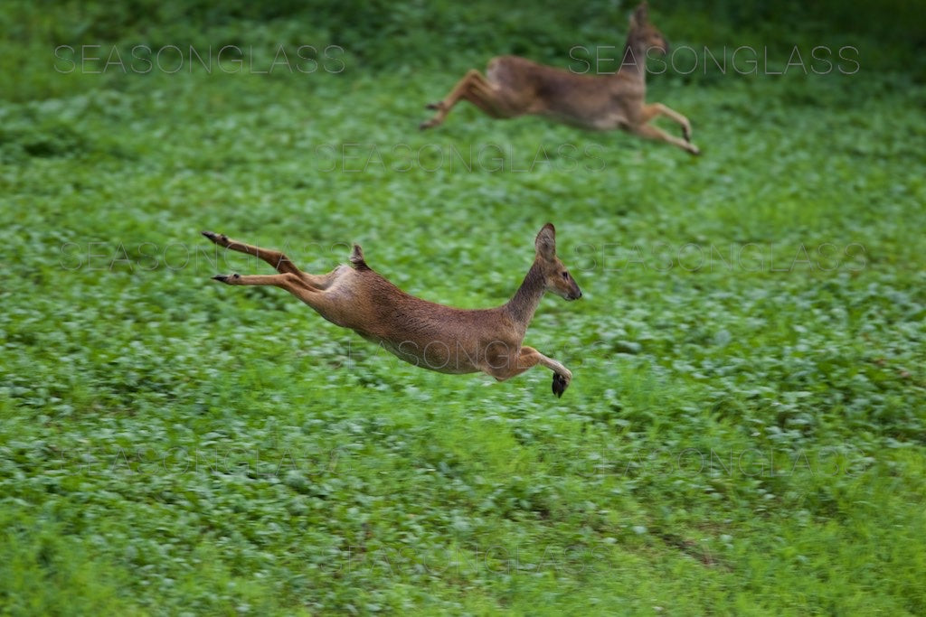 Water Deer