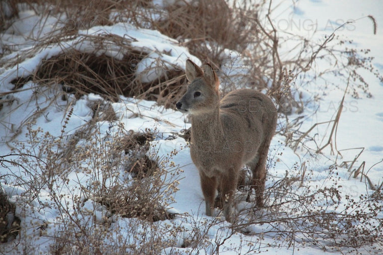 Water Deer