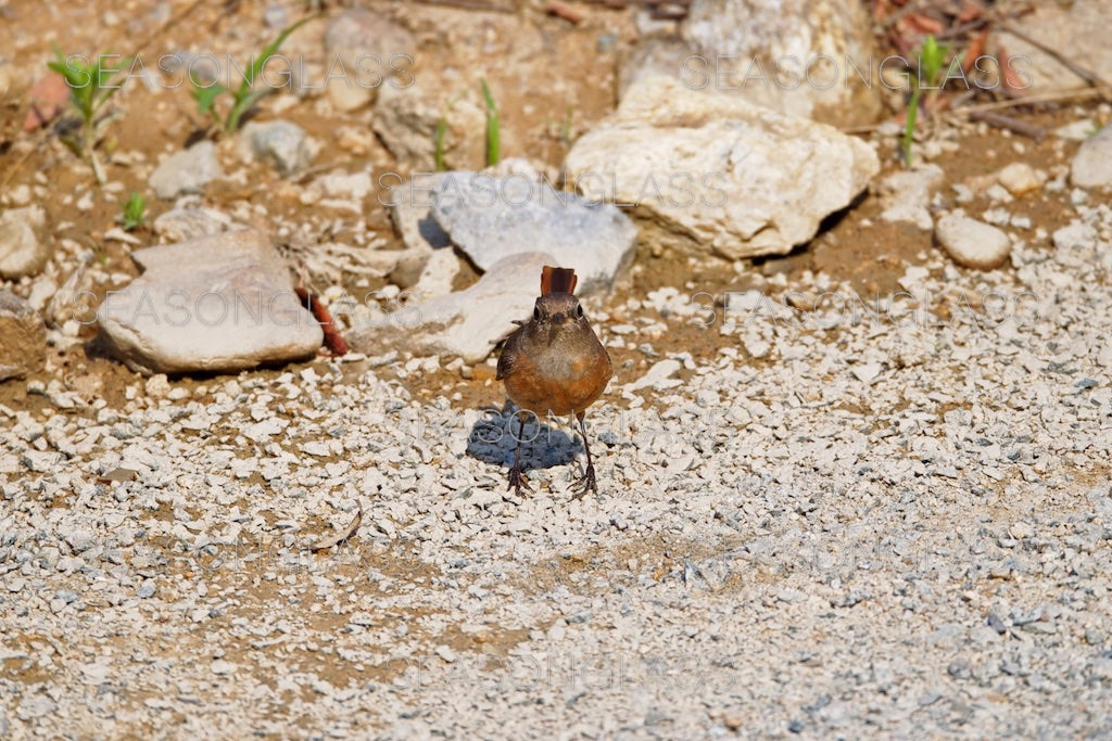 Female Daurian Redstart