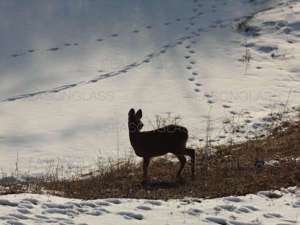 Water Deer