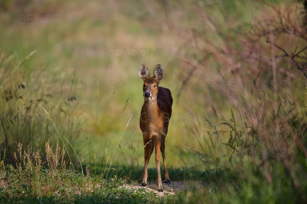 Water Deer