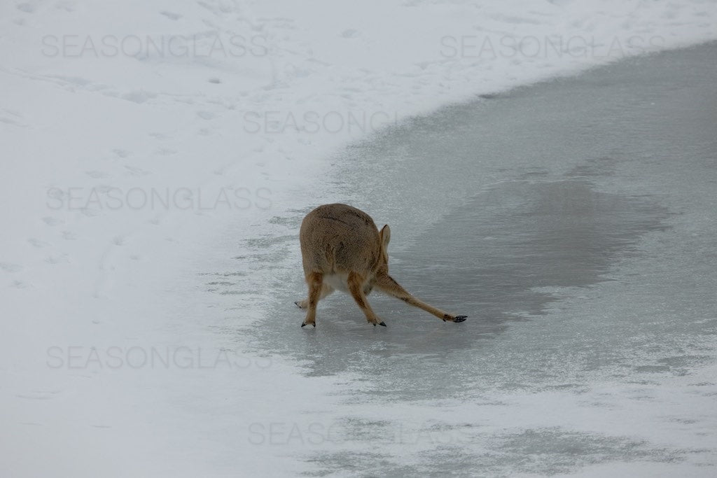 Water Deer