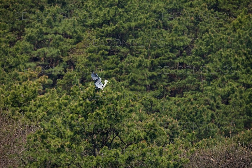 Grey Heron