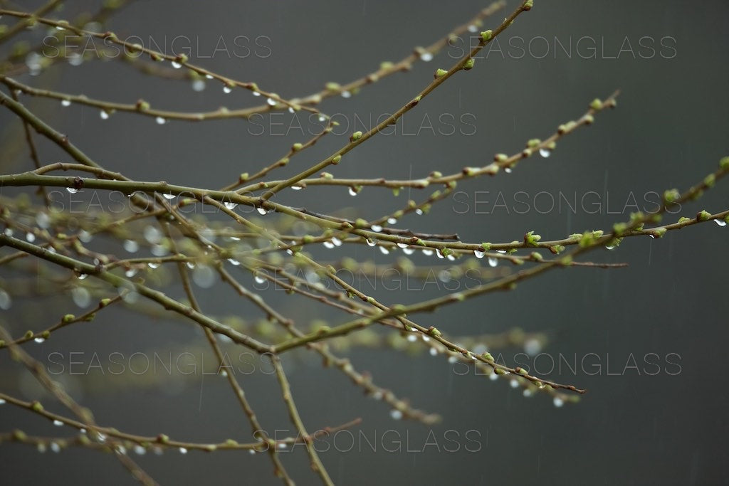 Spring Branches in Rain