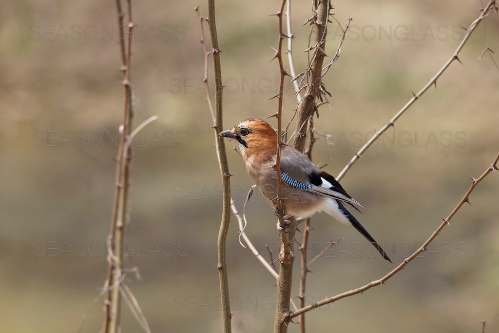 Eurasian Jay