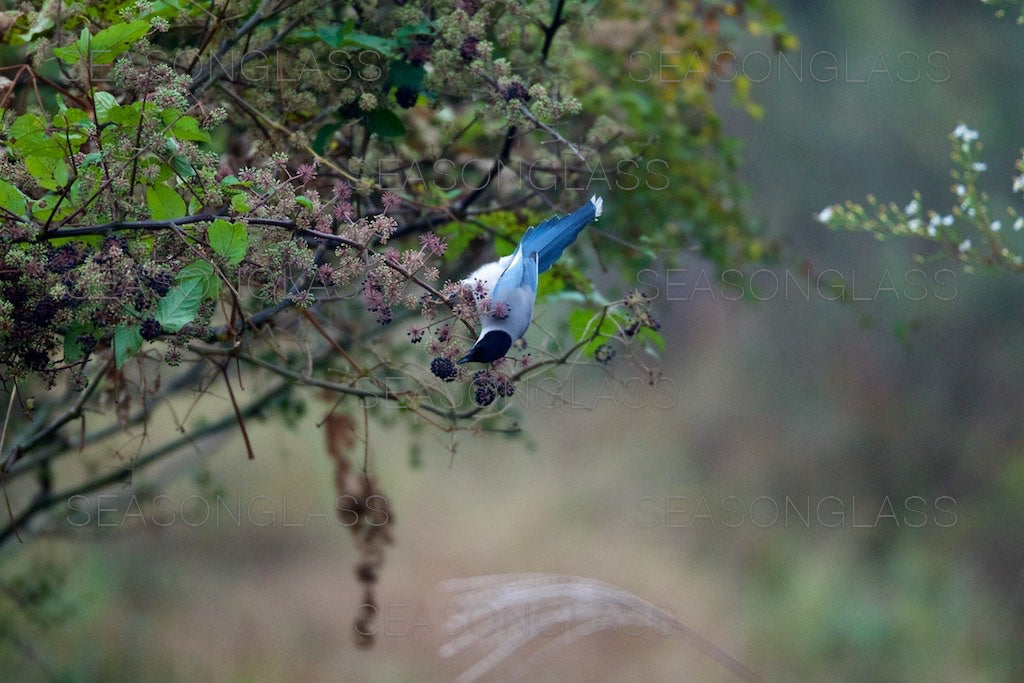 Azure-winged Magpie