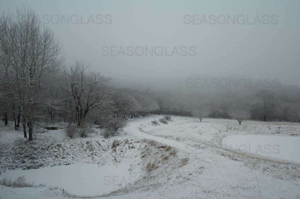 Woods in Winter