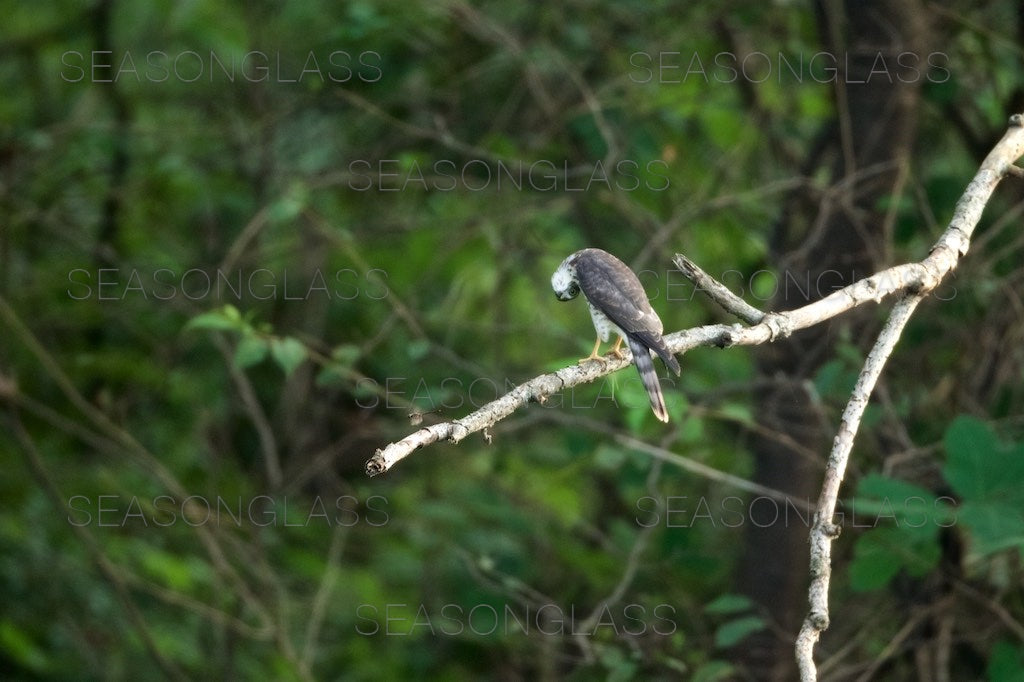 Chinese Sparrowhawk and Dragonfly