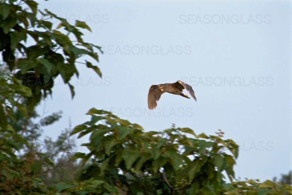 Black-crowned Night Heron