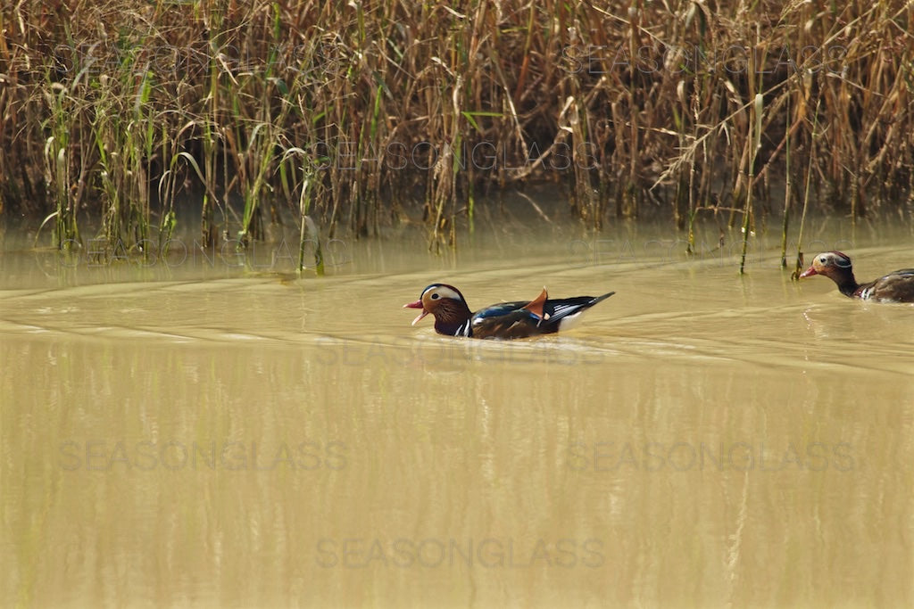 Male Mandarin Ducks