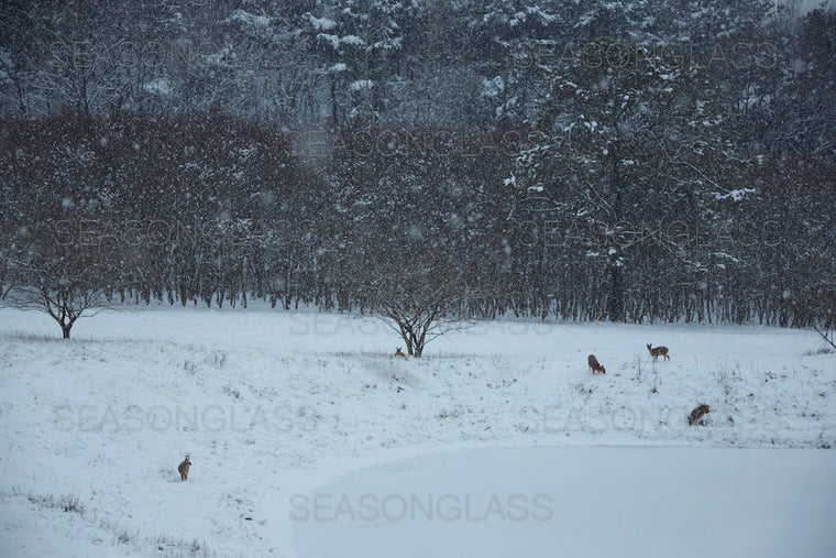 Water Deer
