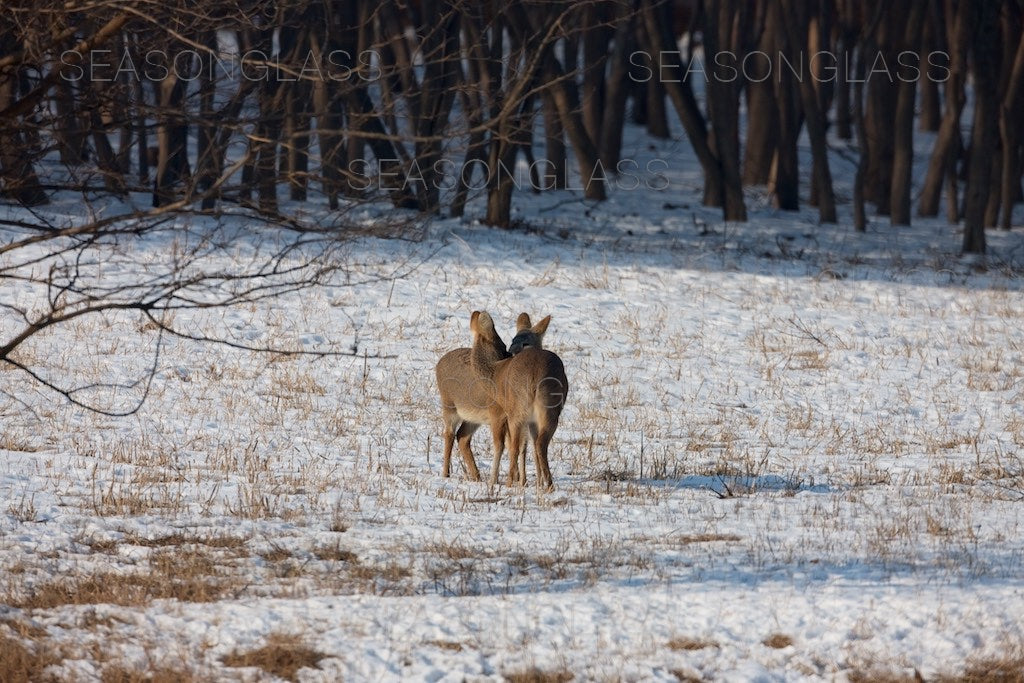 Water Deer