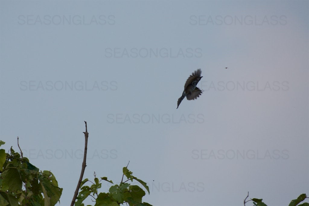 Brown-eared Bulbul with Insect