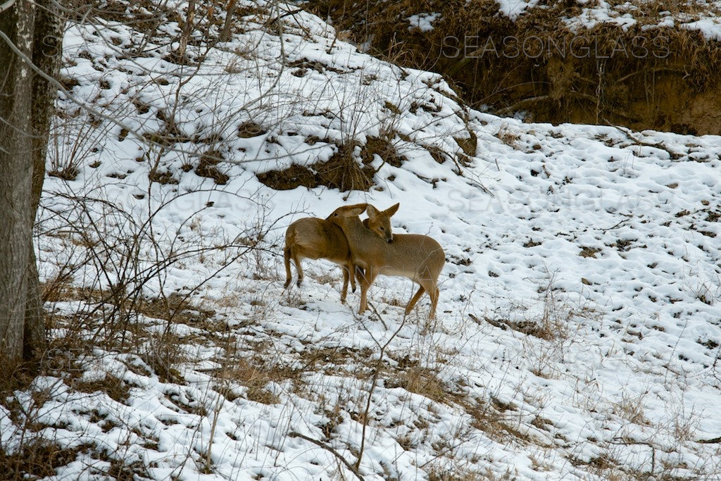 Water Deer