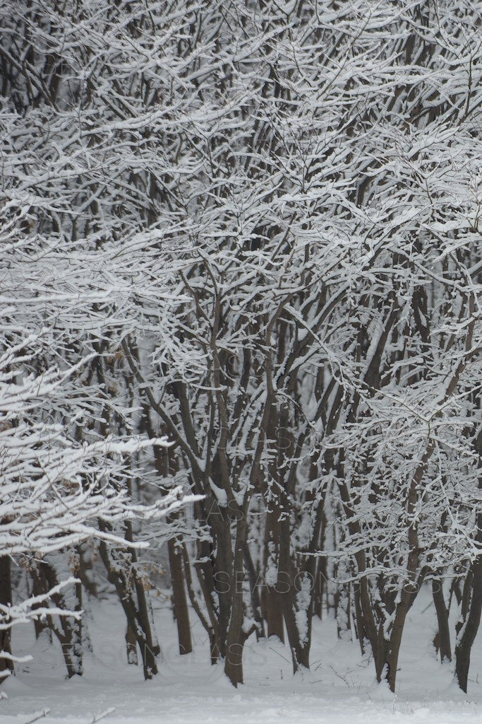 Maple Trees