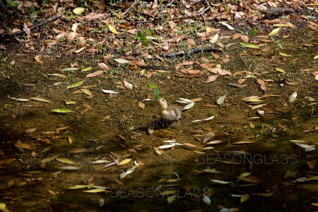 Spot-billed Duckling