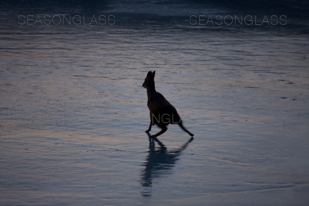 Water Deer on Frozen Pond