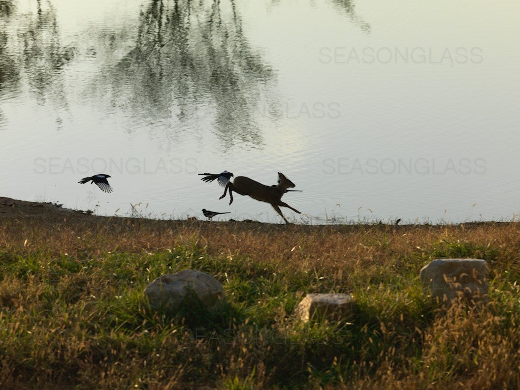 Magpies and Water Deer