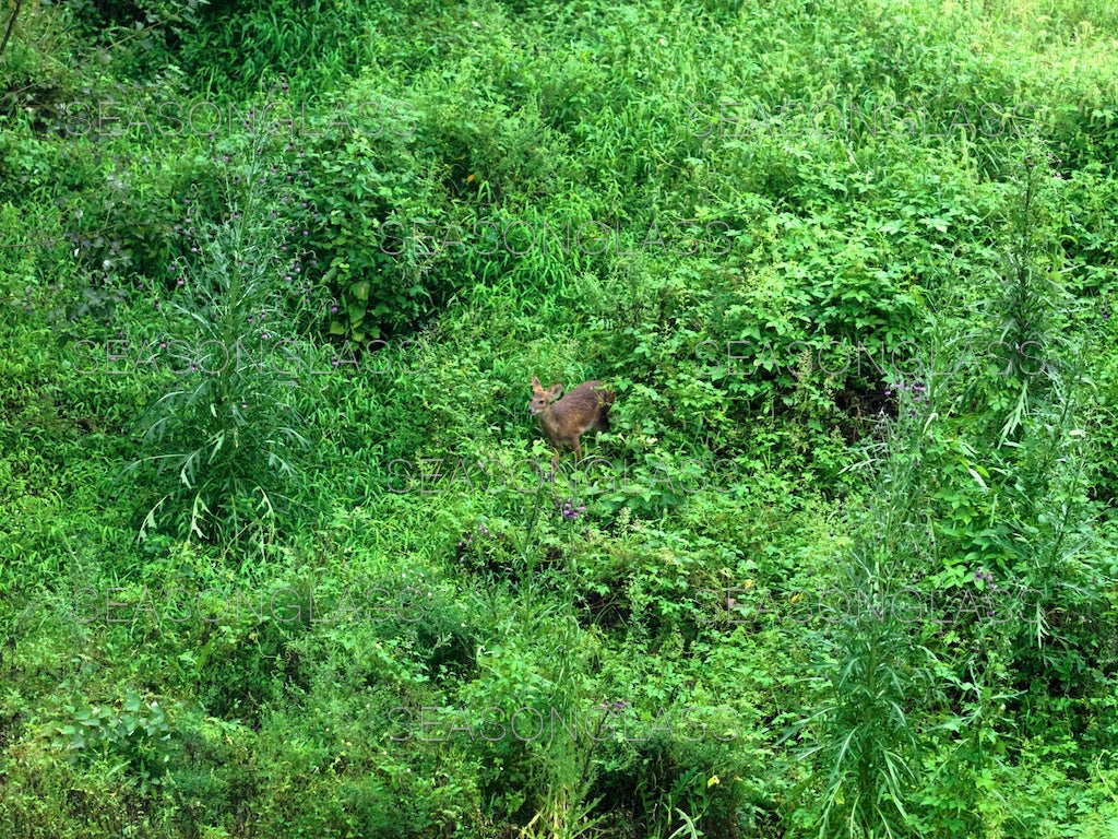 Water Deer