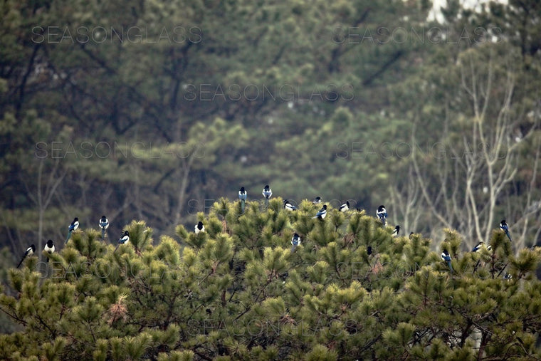 Magpies