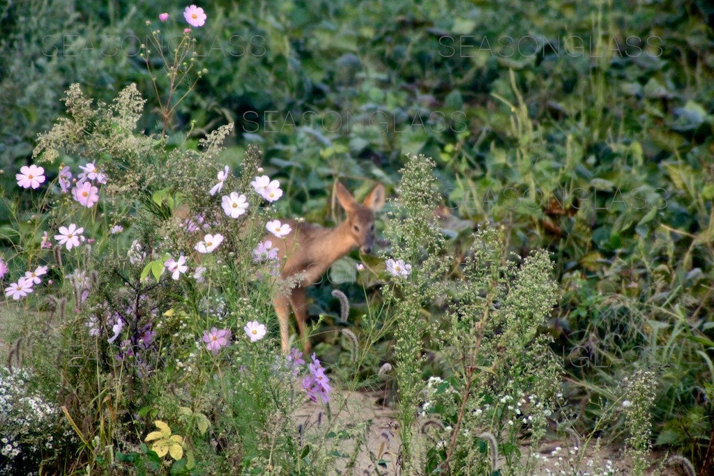 Water Deer