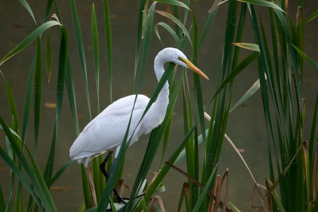 Egret