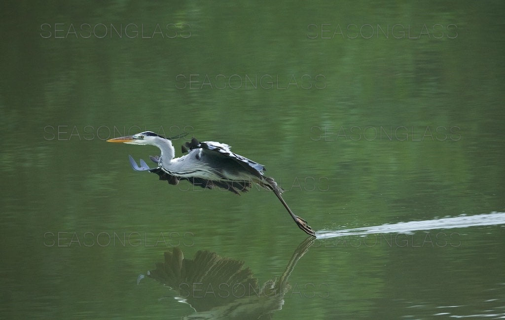 Grey Heron