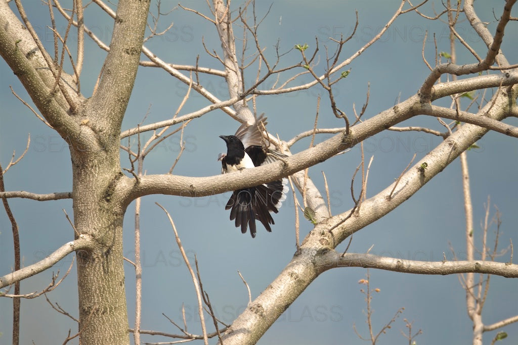 Magpie and Turtledove