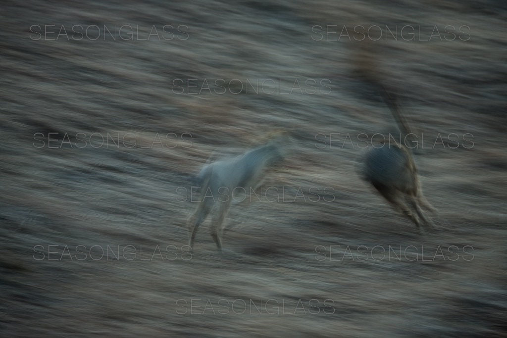 Water Deer