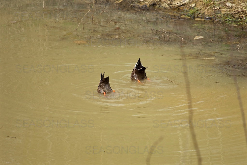 Spot-billed Ducks